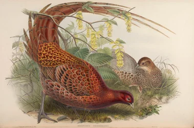 Phasianus soemmeringii = Syrmaticus soemmerringii